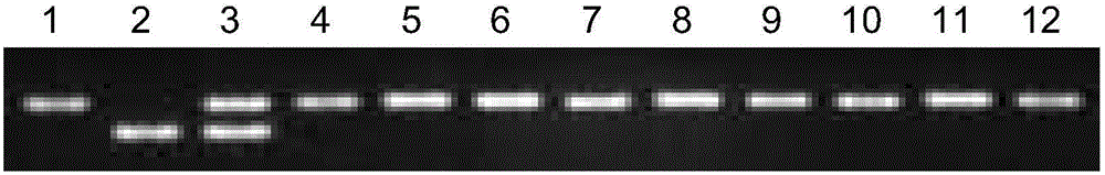 Molecular marker for rice grain amylose content micro-control gene ISA and application thereof