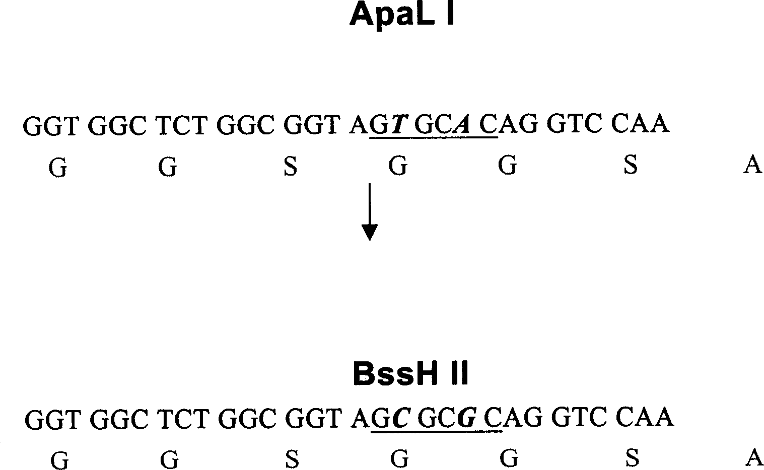 Improved bacteriophage expression carrrier