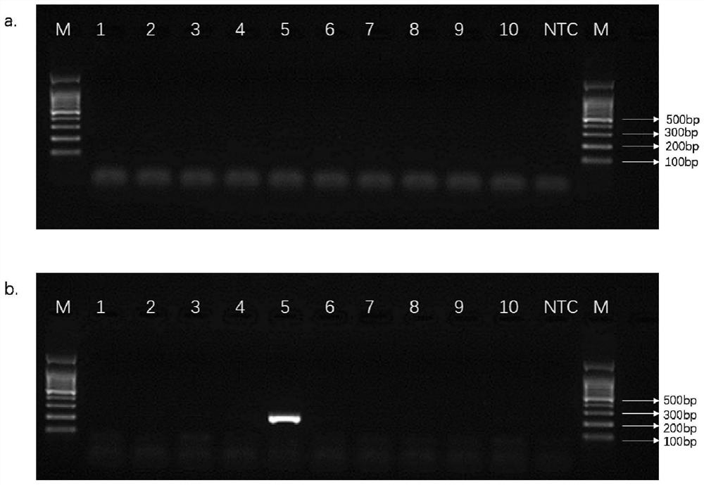 Kit and special primer for detecting GI.1 type norovirus in clinical sample