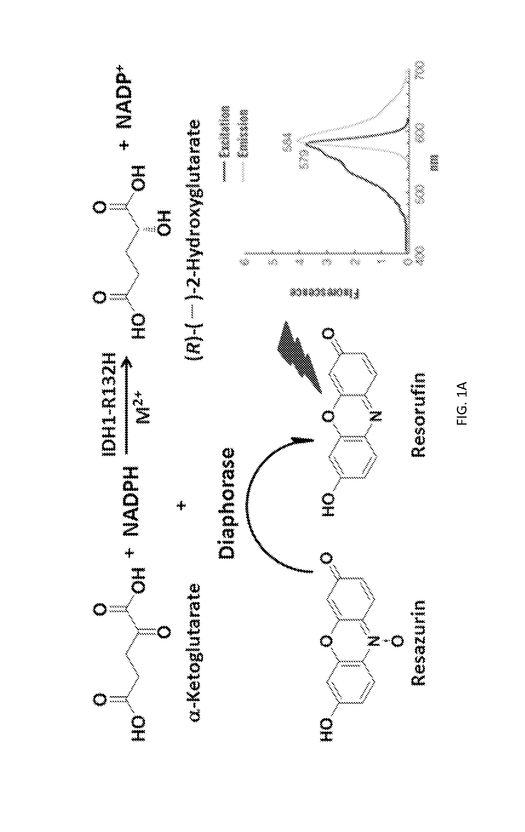 Compounds and methods for the treatment of isocitrate dehydrogenase related diseases