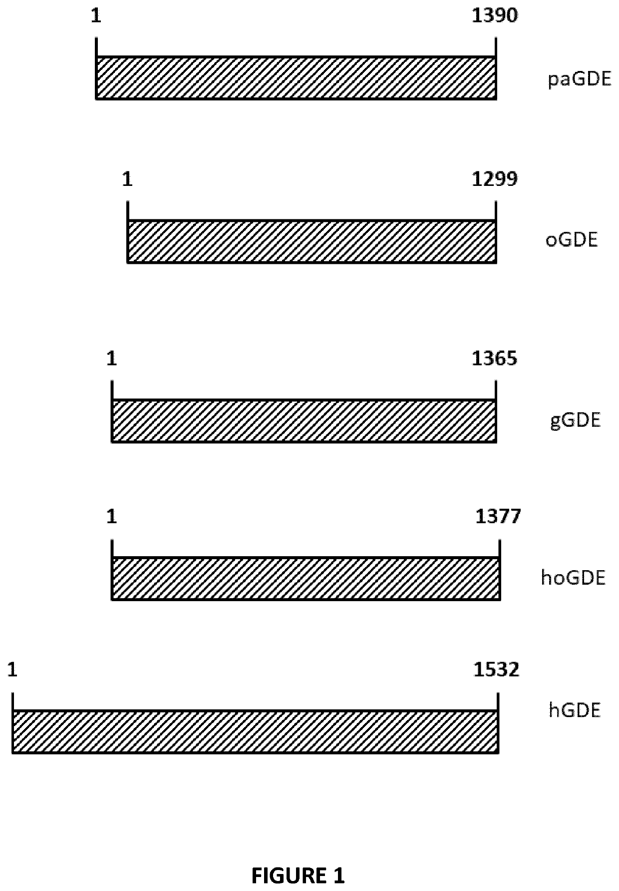 Mini-gde for the treatment of glycogen storage disease iii