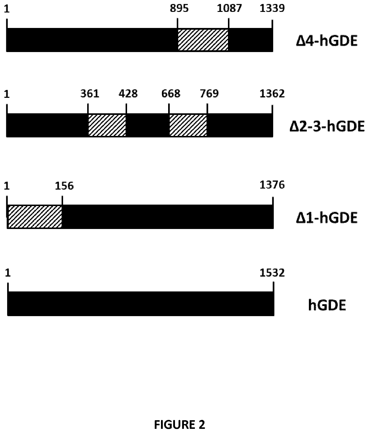 Mini-gde for the treatment of glycogen storage disease iii