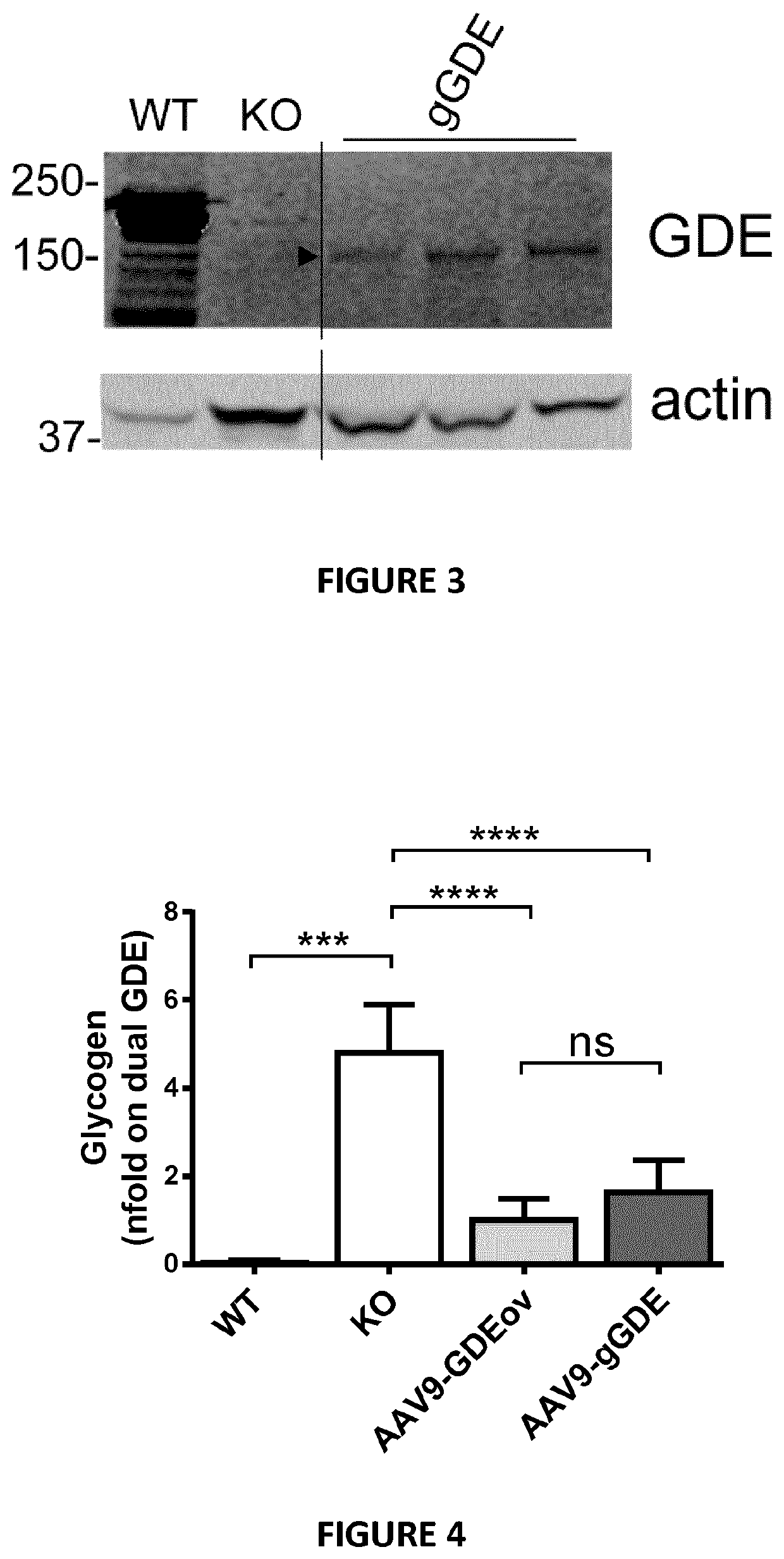 Mini-gde for the treatment of glycogen storage disease iii