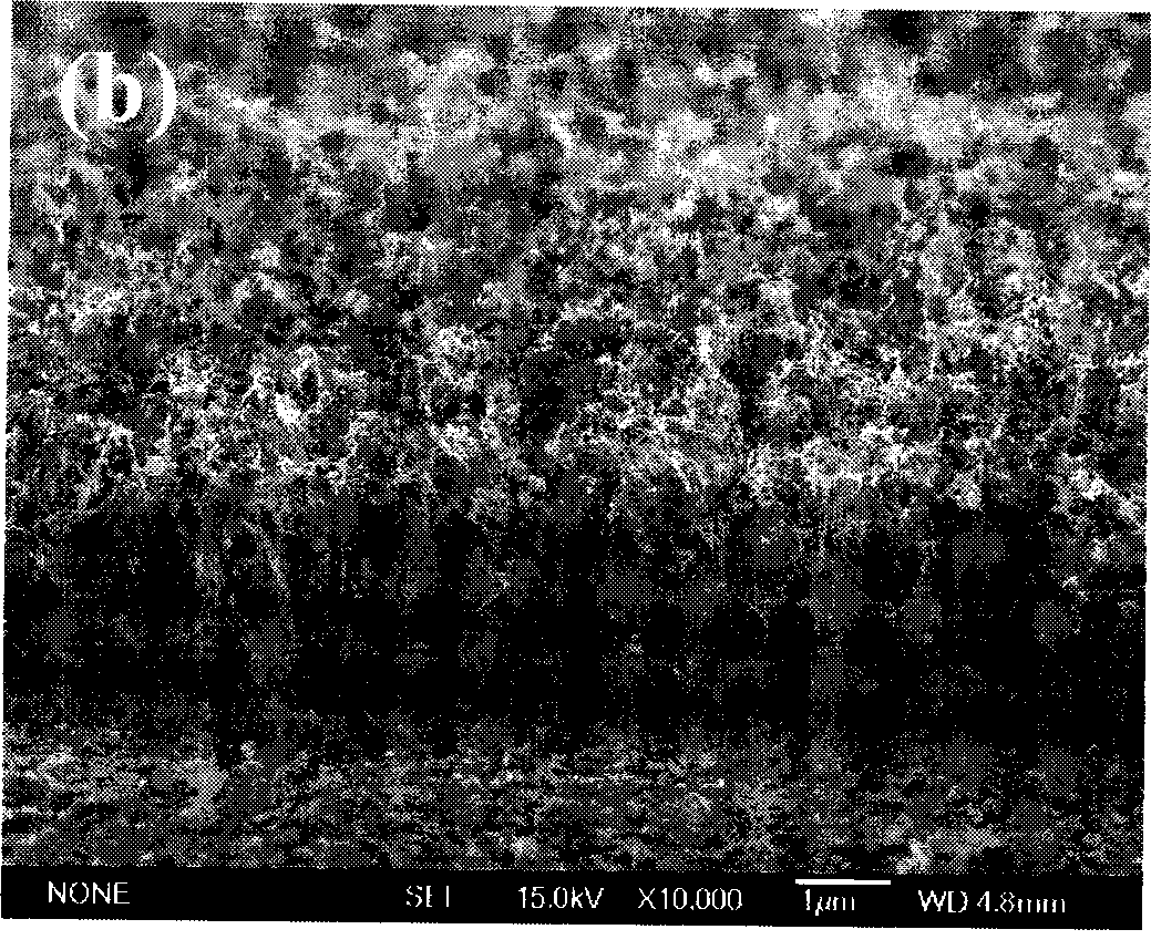 Orientational alignment carbon nano-tube and carbon coating cobalt nano-particle complex and preparation thereof