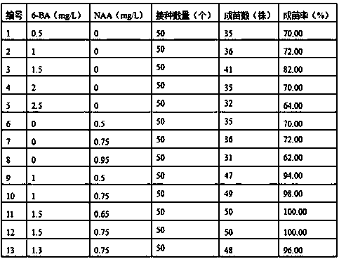 Tissue culture cultivating method for manglietia glauca