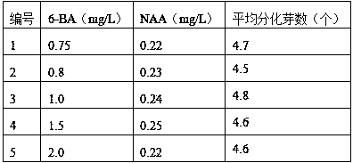 Tissue culture cultivating method for manglietia glauca