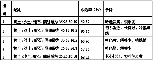 Tissue culture cultivating method for manglietia glauca