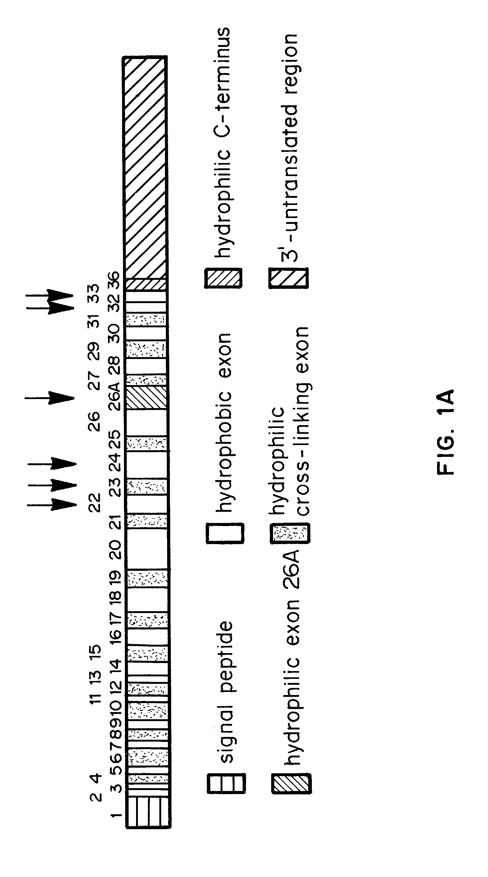 Tropoelastin-based protoelastin biomaterials