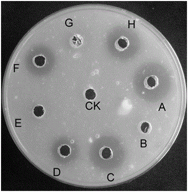 Solid medium for producing plasmin by using cordyceps sobolifera and plasmin production method using same