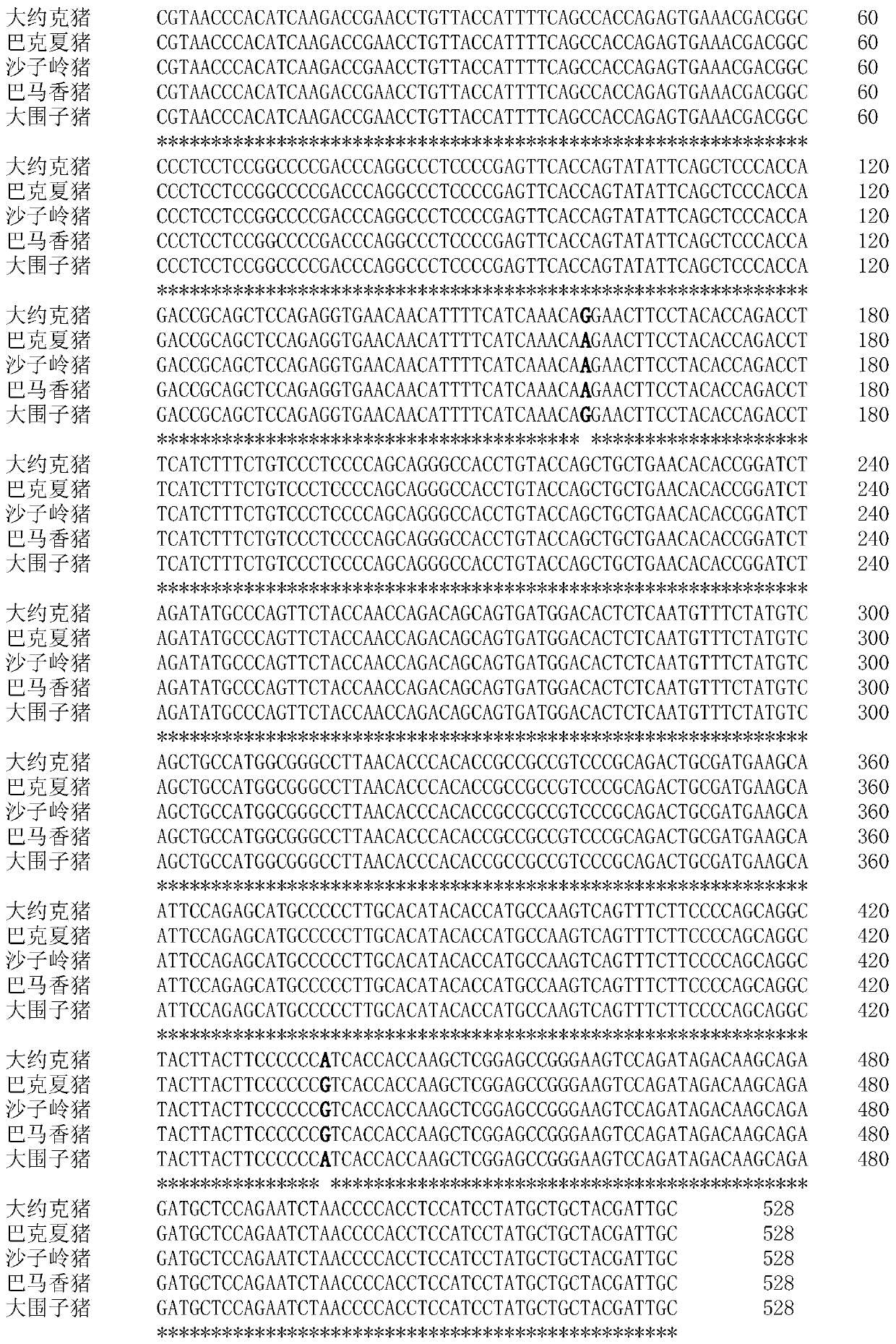 Single nucleotide polymorphism (SNP) molecular marker associated with pH and dropping loss character of pig muscles and application of SNP molecular marker