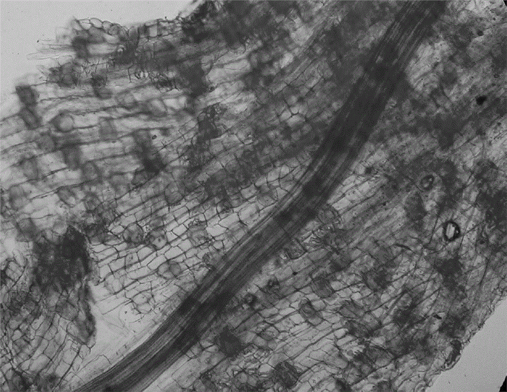 Arbuscular mycorrhizal fungal inoculant