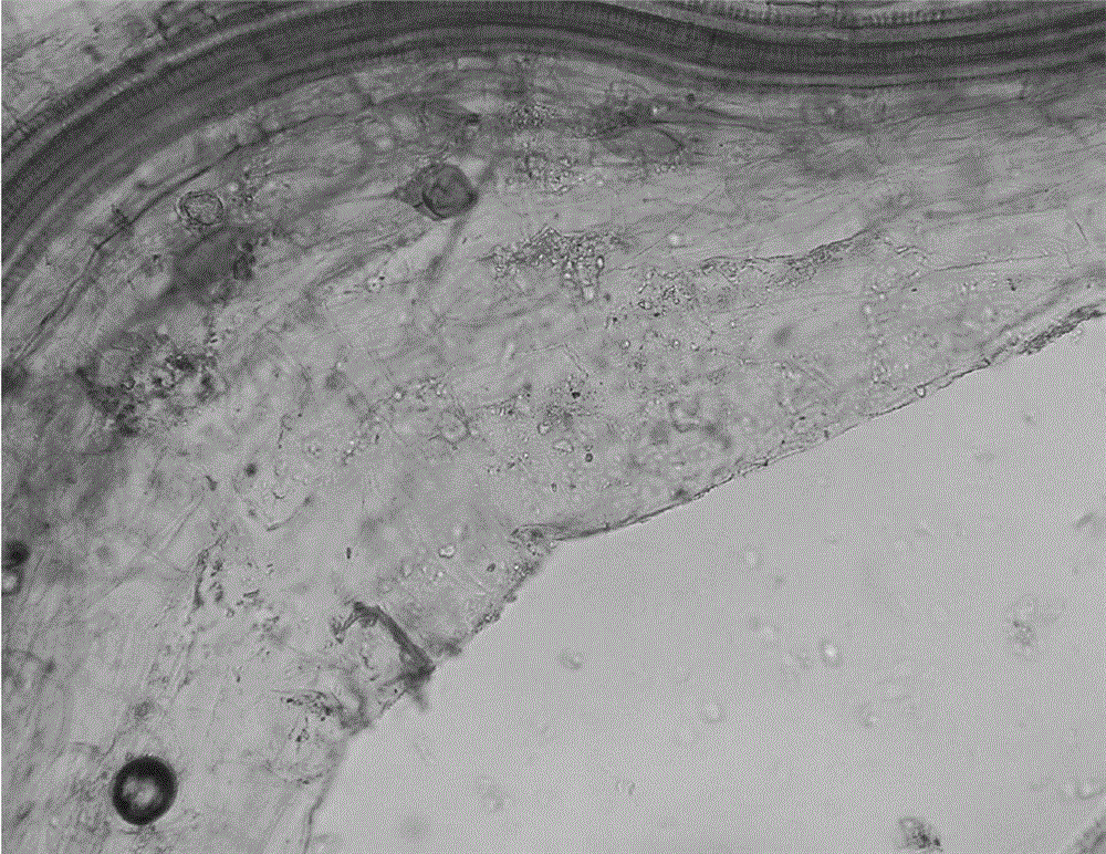 Arbuscular mycorrhizal fungal inoculant