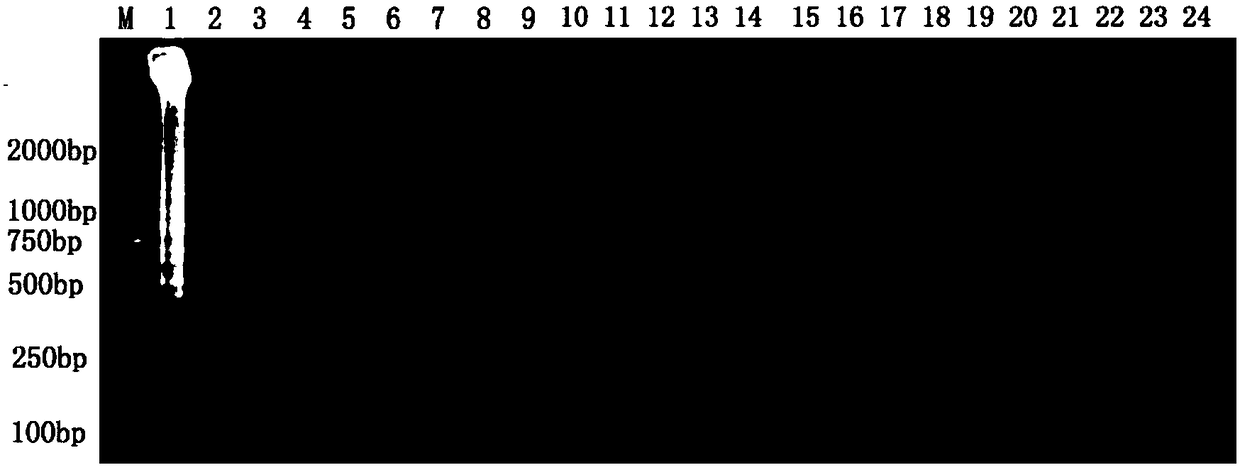 Primer composition for LAMP (loop-mediated isothermal amplification) rapid detection of pomegranate fusarium sulphureum and application of primer composition