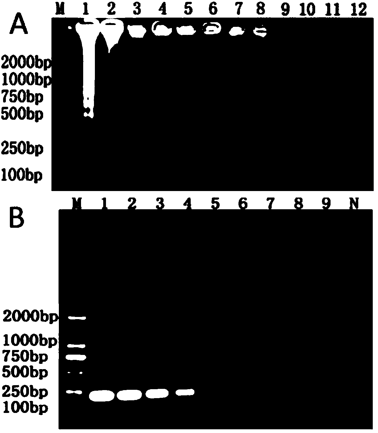 Primer composition for LAMP (loop-mediated isothermal amplification) rapid detection of pomegranate fusarium sulphureum and application of primer composition