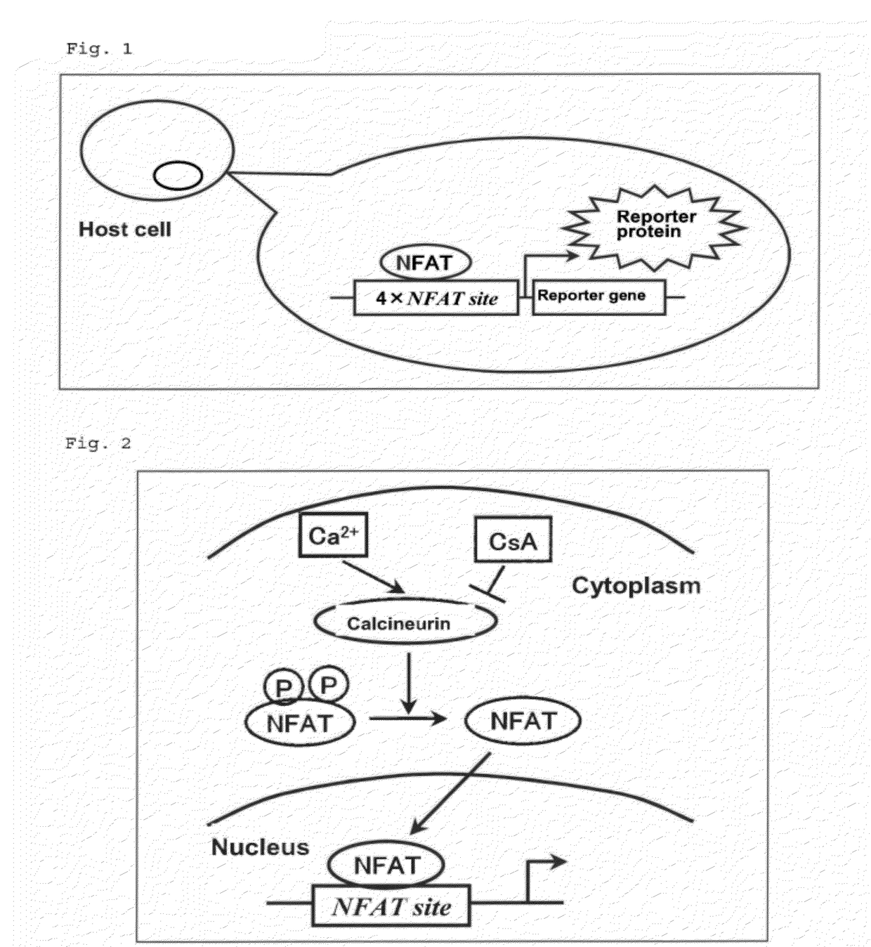 NFAT signal inhibitor and calcineurin inhibitor