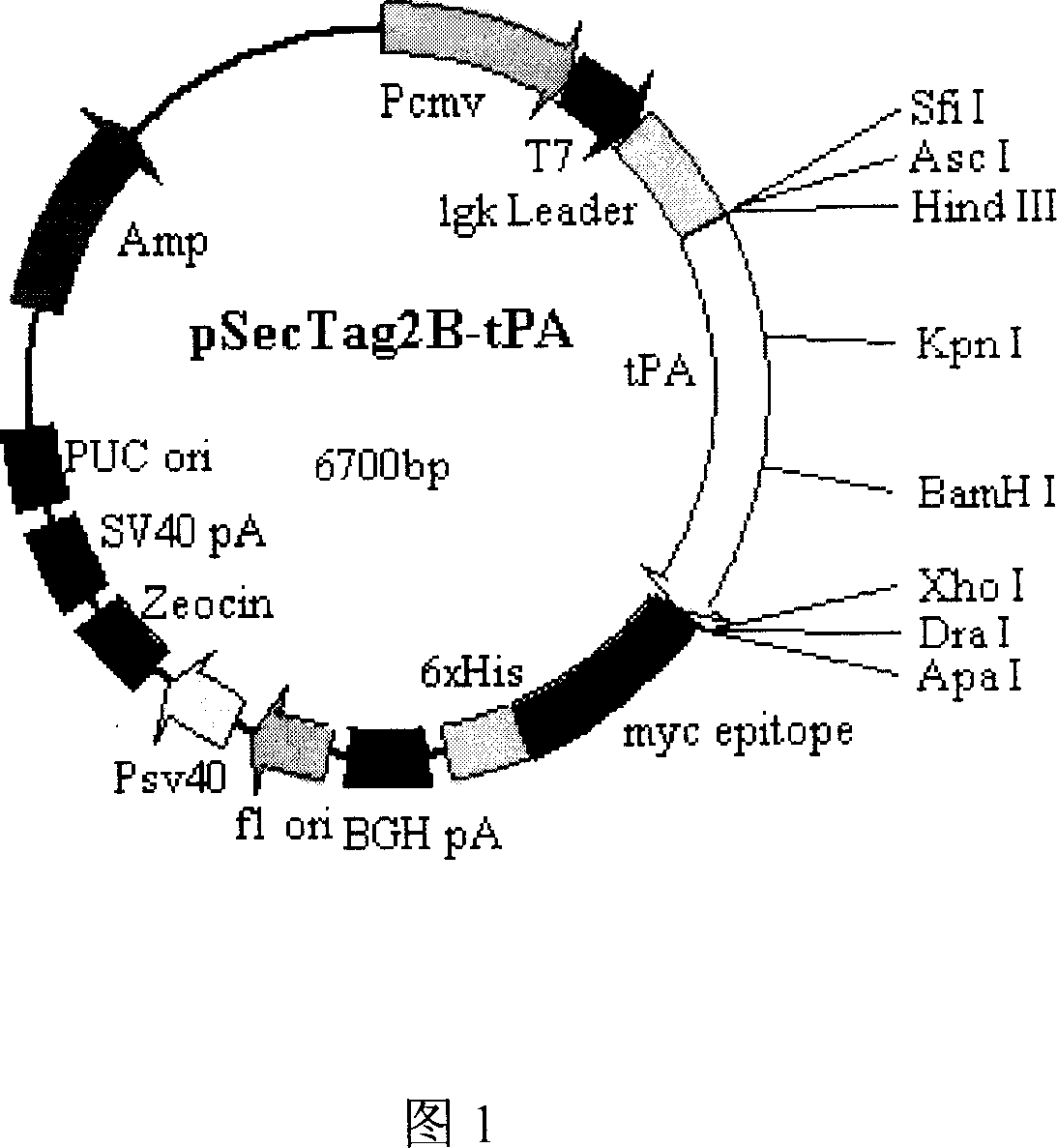 TPA gene thread and its preparation method