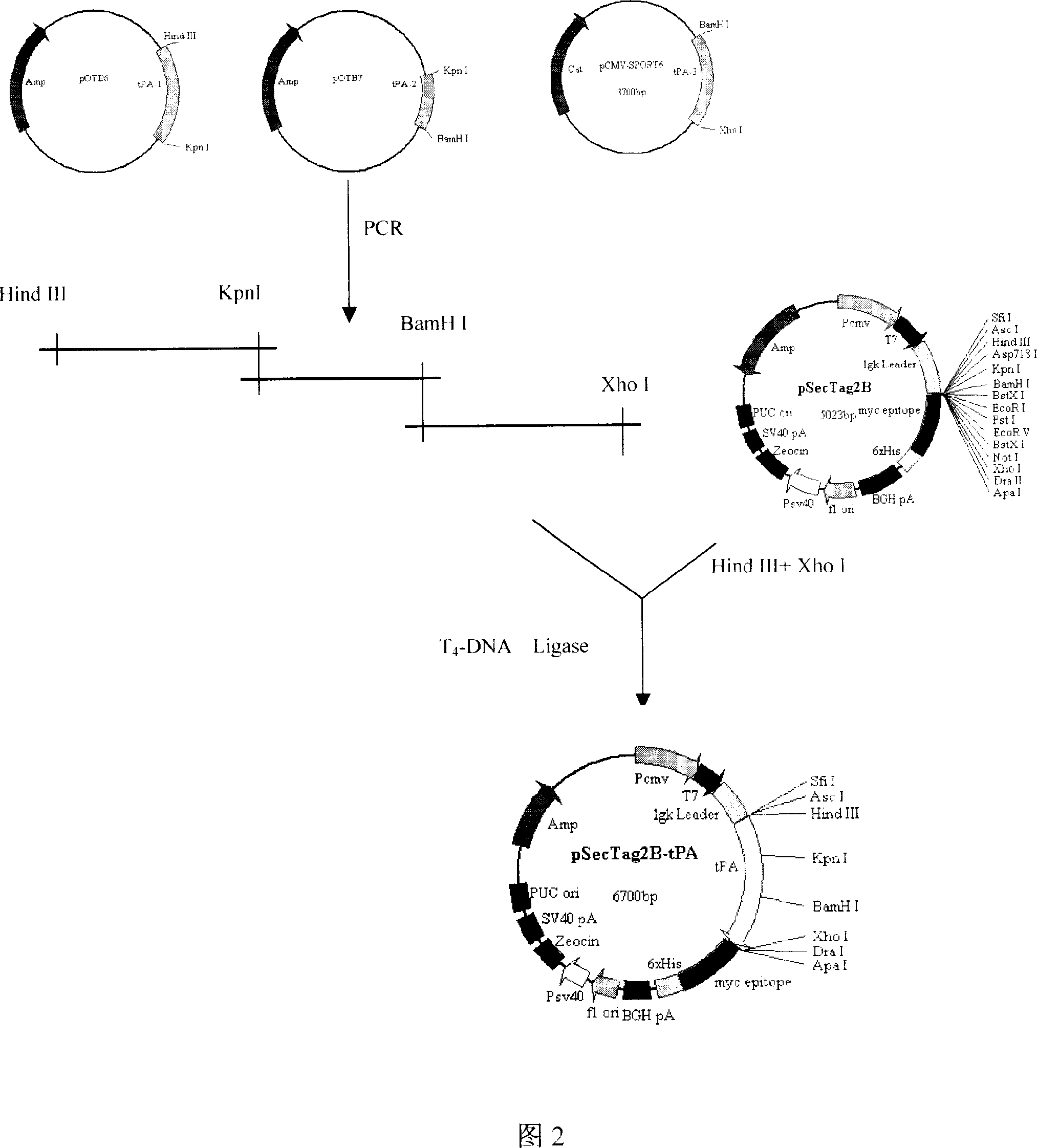 TPA gene thread and its preparation method