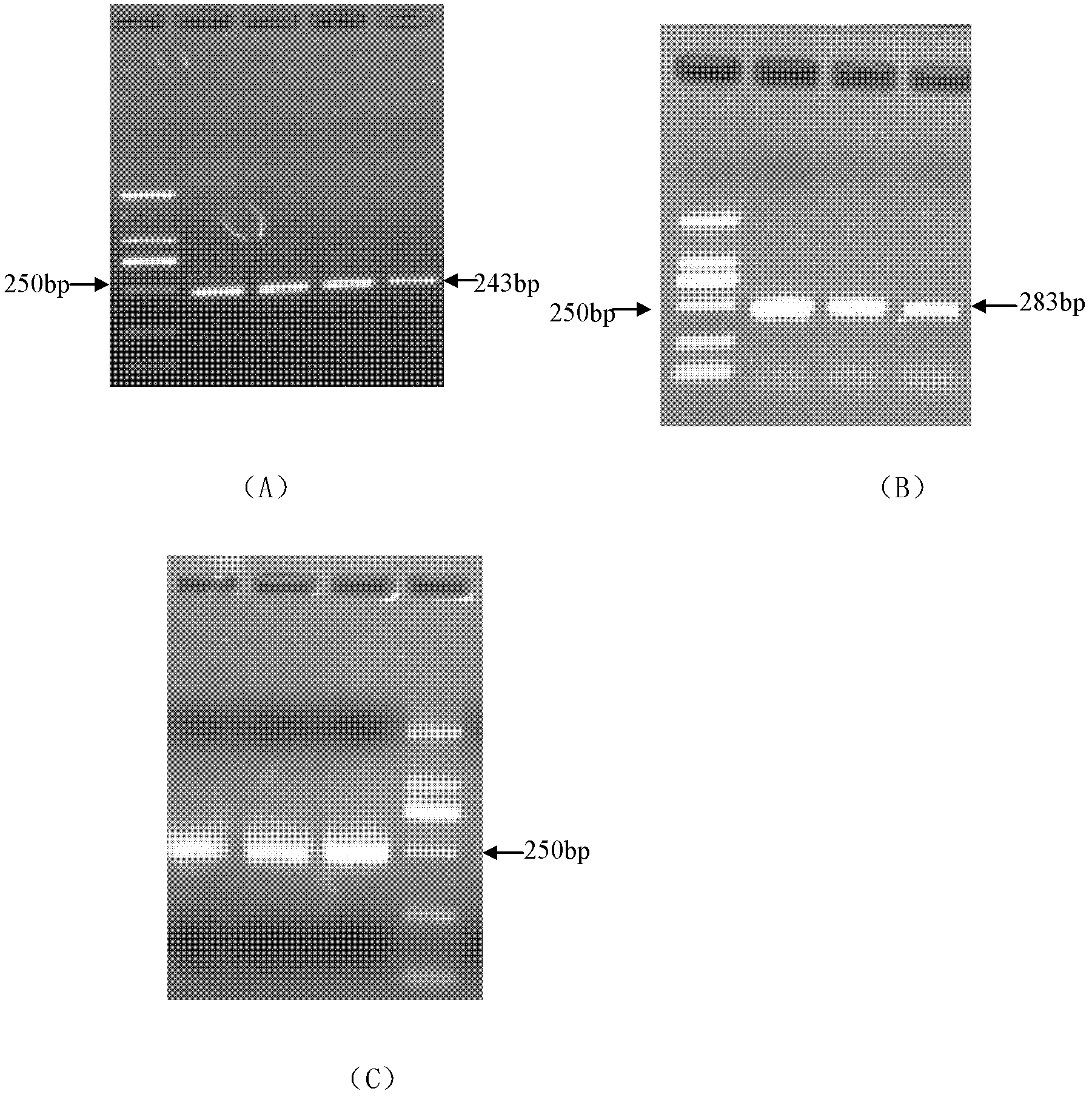 Method and kit for quickly detecting interior label of salmonella by adopting reverse transcription fluorescent quantitation