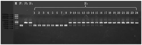 Molecular marker bsa10 for early identification of muskmelon ms5 male sterility and its application