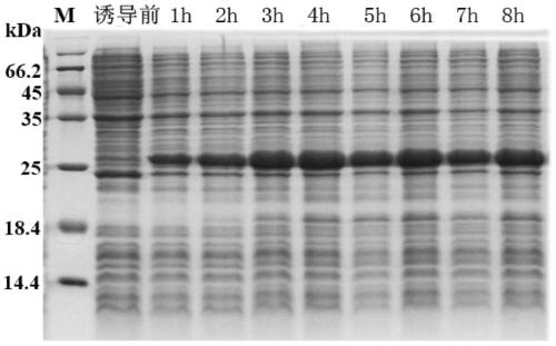 Flounder neuropeptide and its application