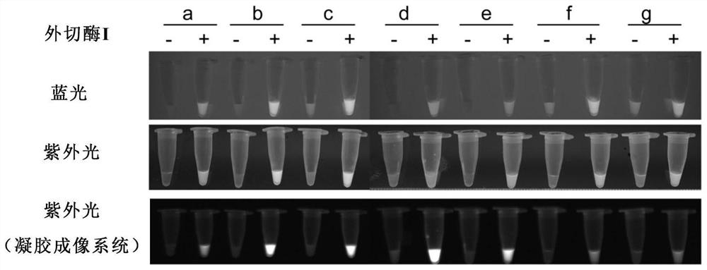 Visual rapid nucleic acid detection method and application based on CRISPR-Cas12a system