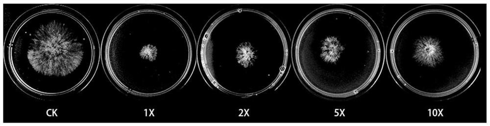 Entomopathogenic nematode symbiotic bacteria strains and applications for inhibiting various plant fungal diseases