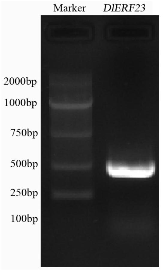 A longan flowering regulation gene dlerf23 and its protein and application