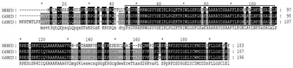 A longan flowering regulation gene dlerf23 and its protein and application