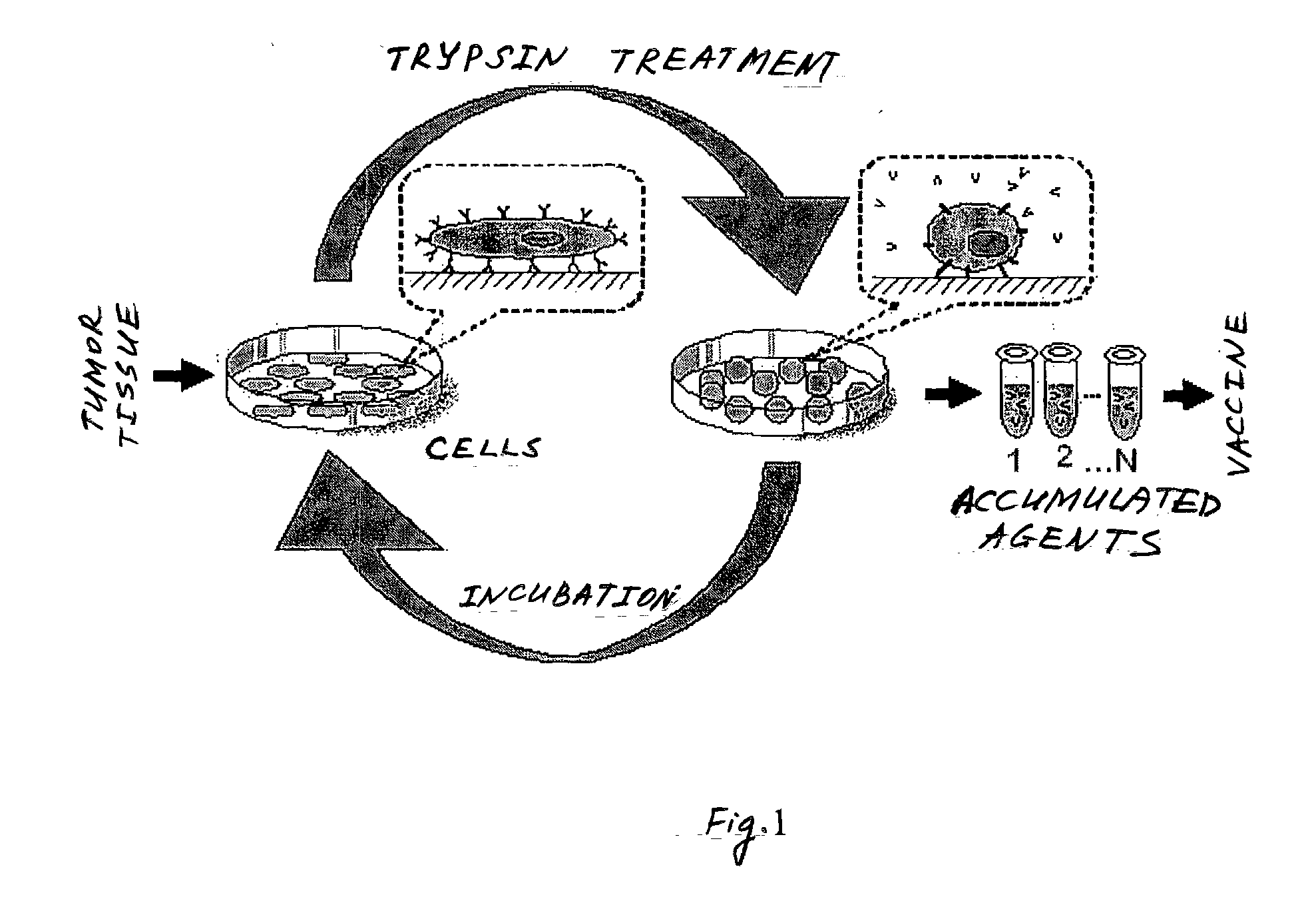 Method for producing an antitumoral vaccine based on surface endothelial cell antigens