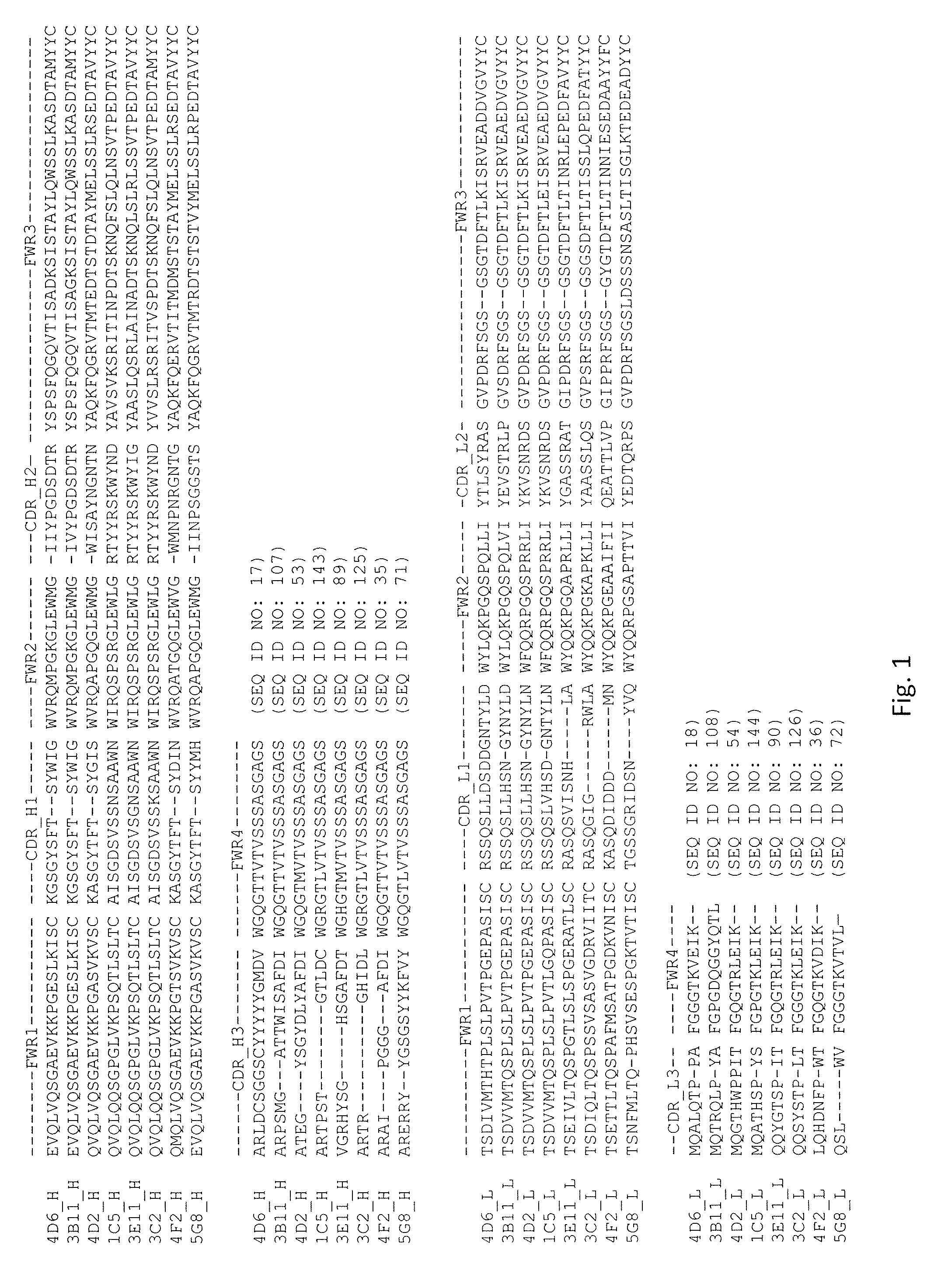 Antibodies that specifically bind to serum albumin without interfering with albumin's capability to interact with the fcrn