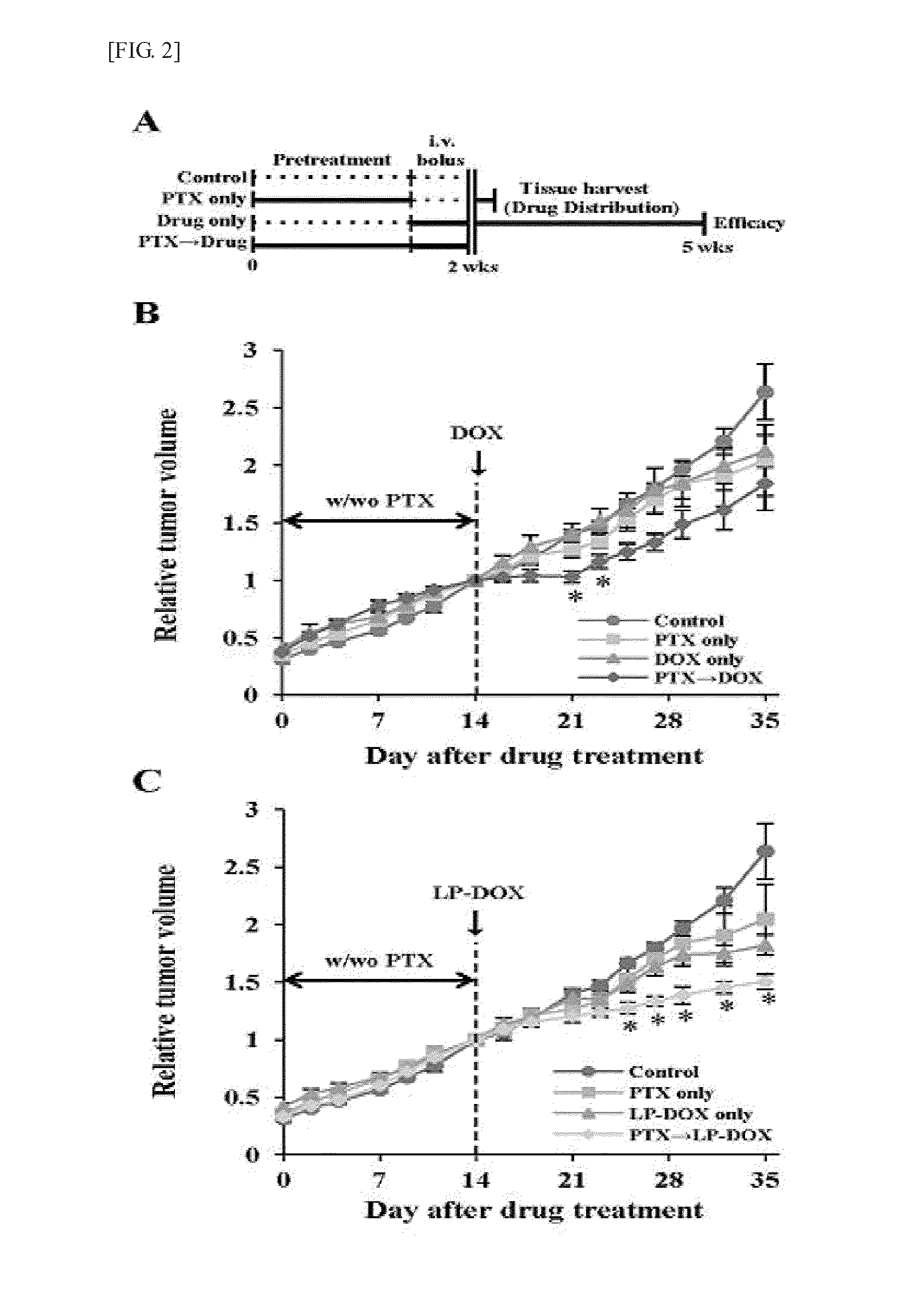 Anticancer adjuvant containing pentoxifylline