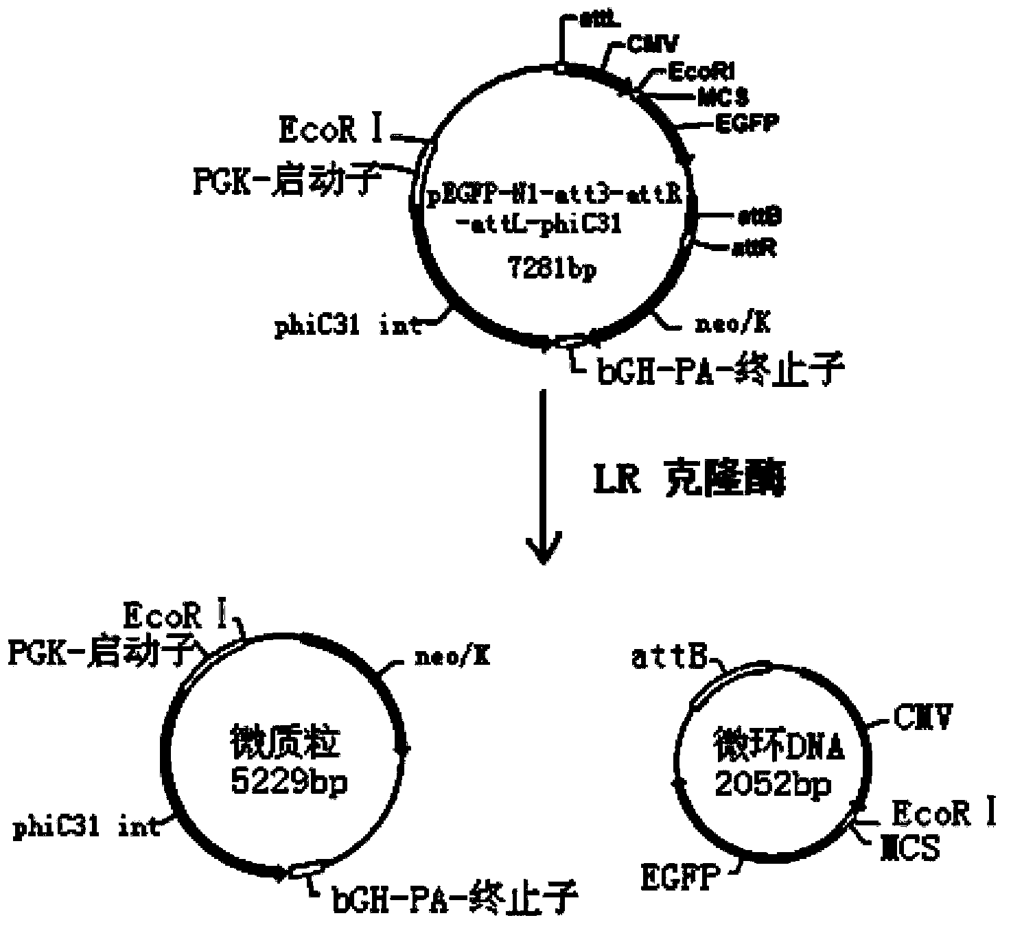 Parental plasmid for obtaining minicircle DNA, and application thereof