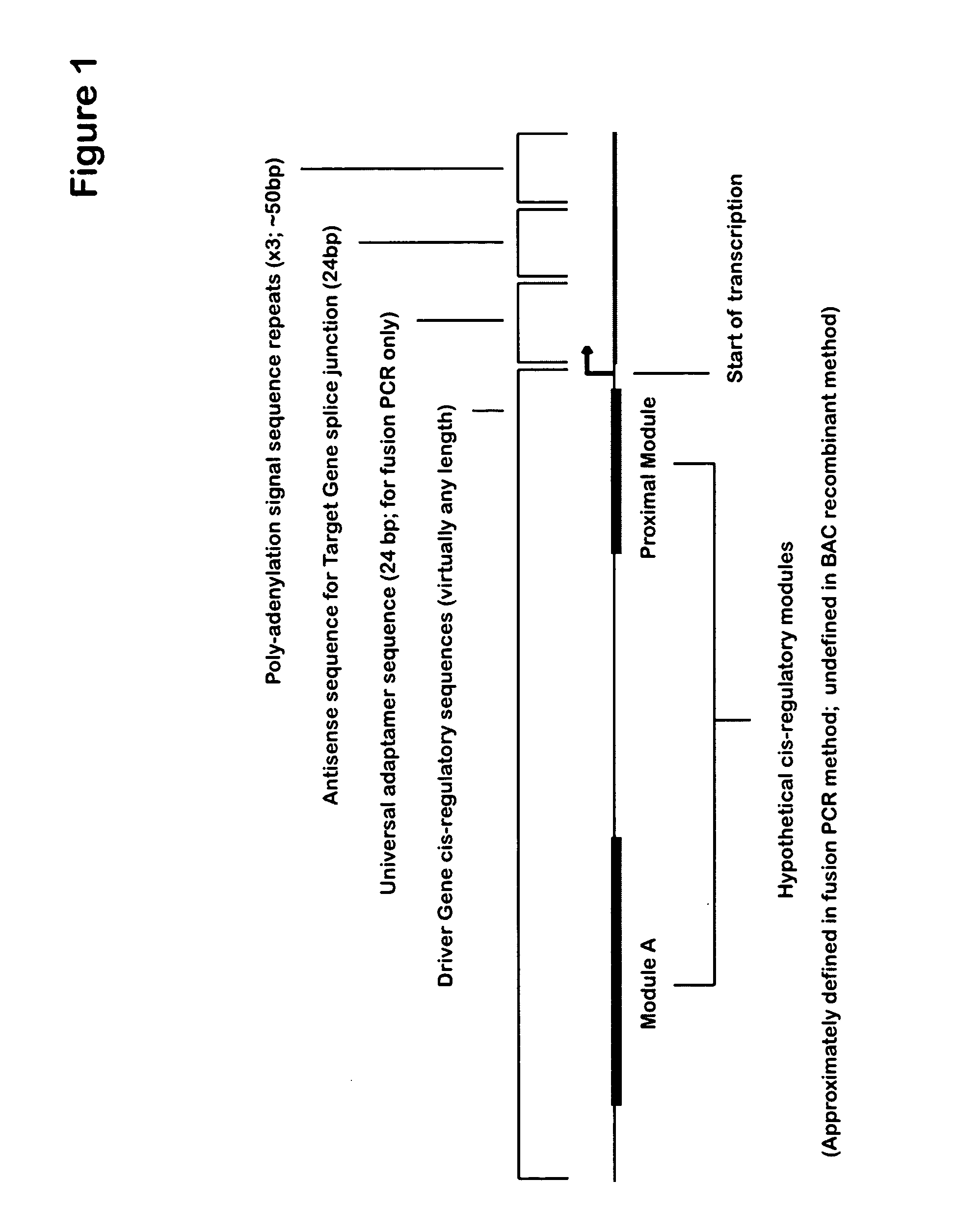 Gene blocking method