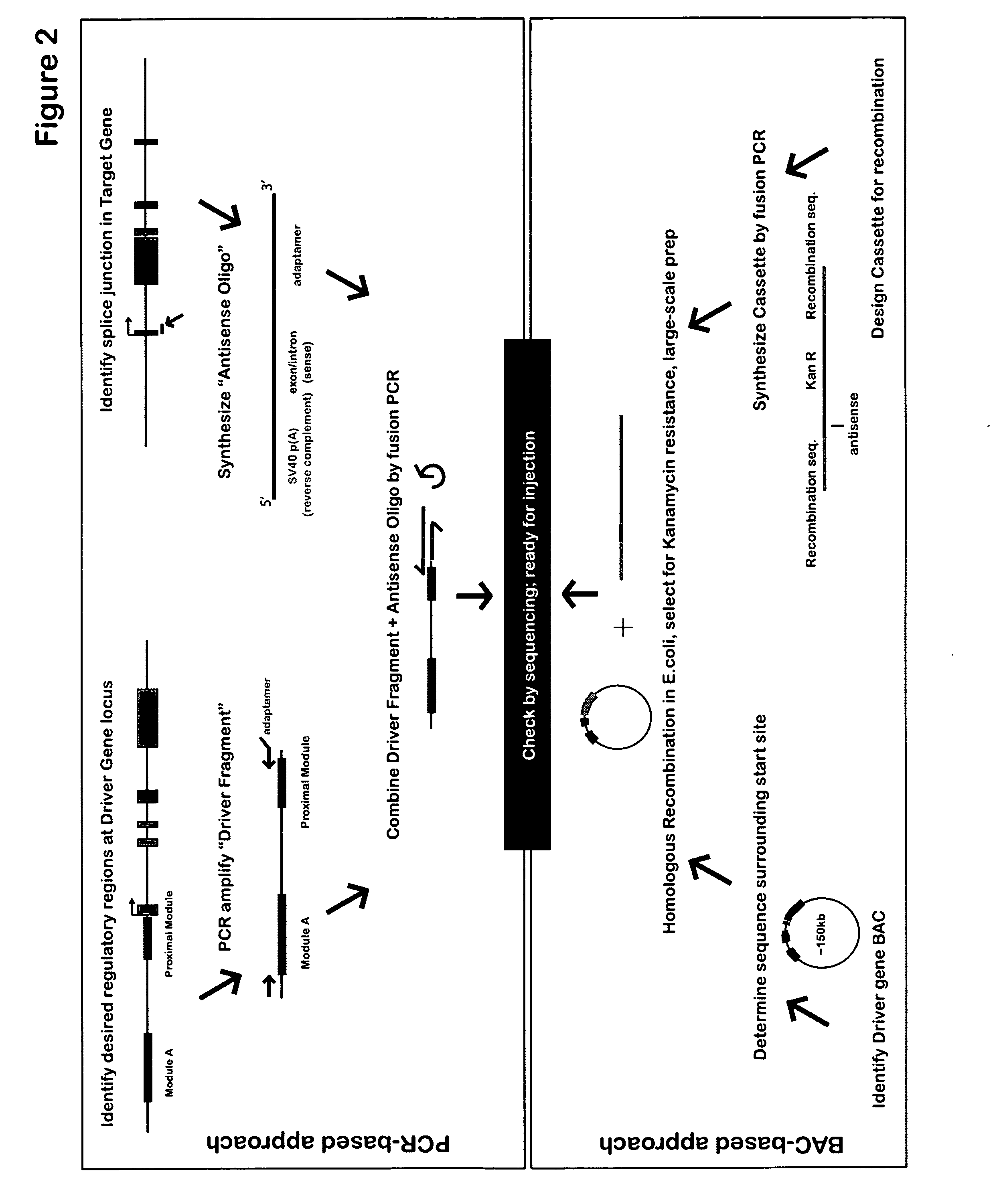 Gene blocking method