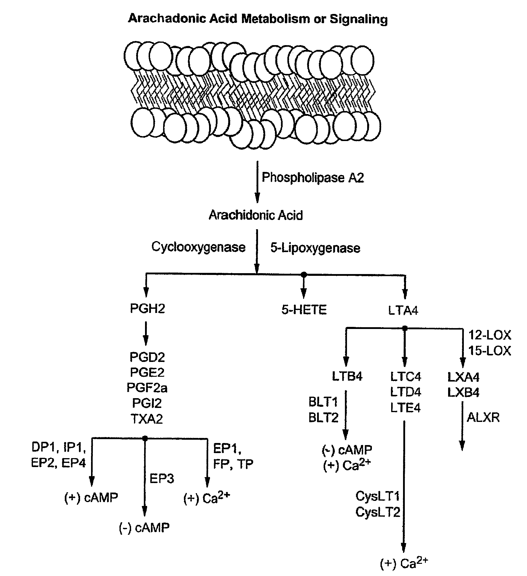 Methods for Bone Treatment by Modulating an Arachidonic Acid Metabolic or Signaling Pathway