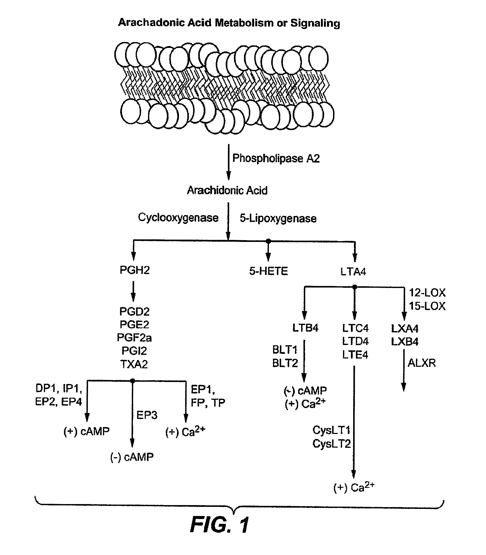 Methods for Bone Treatment by Modulating an Arachidonic Acid Metabolic or Signaling Pathway