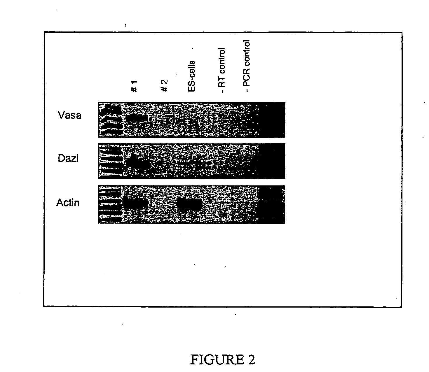 Germline transmission of avian primordial germ cells (PGCs)