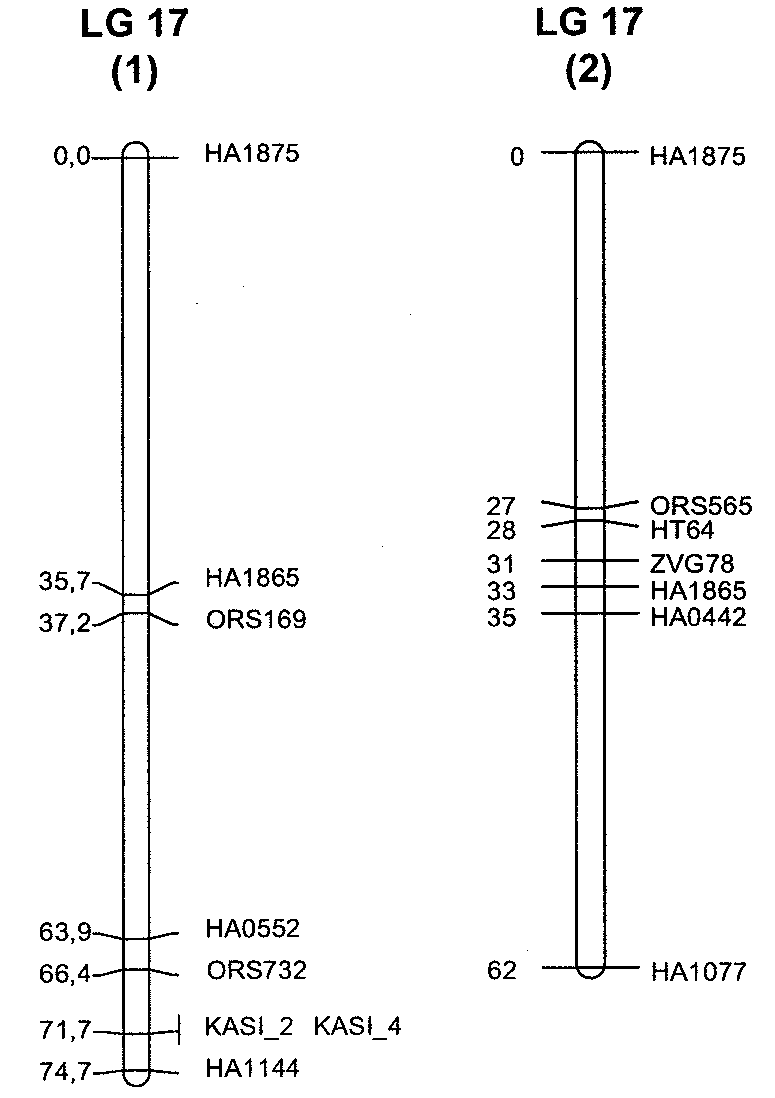 Low saturated-fat sunflower and associated methods