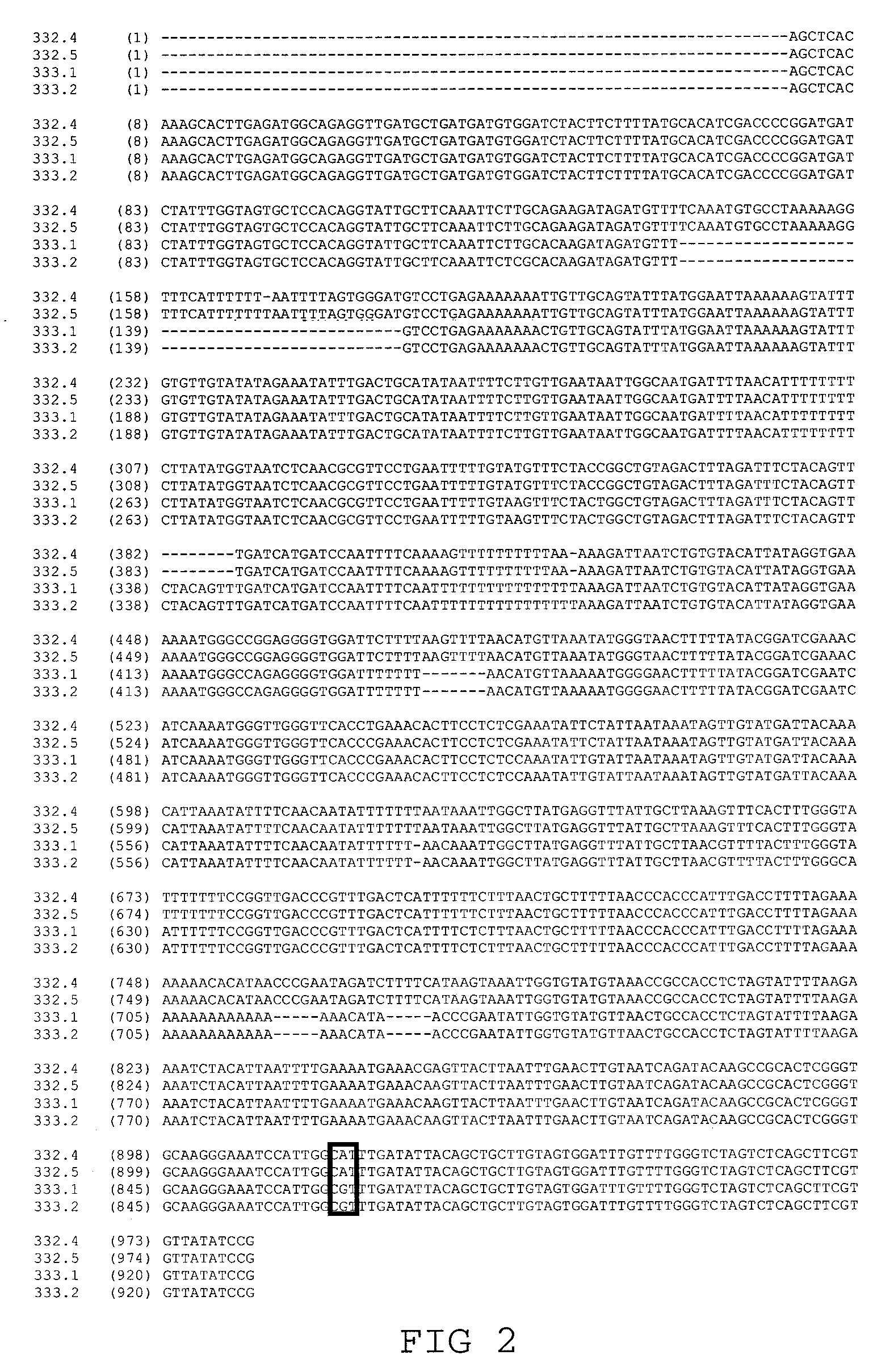 Low saturated-fat sunflower and associated methods