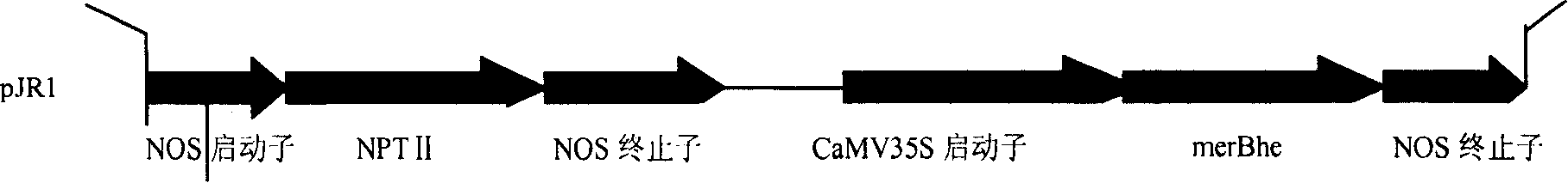 Transgened-tobacco for degrading organic mercury pollution