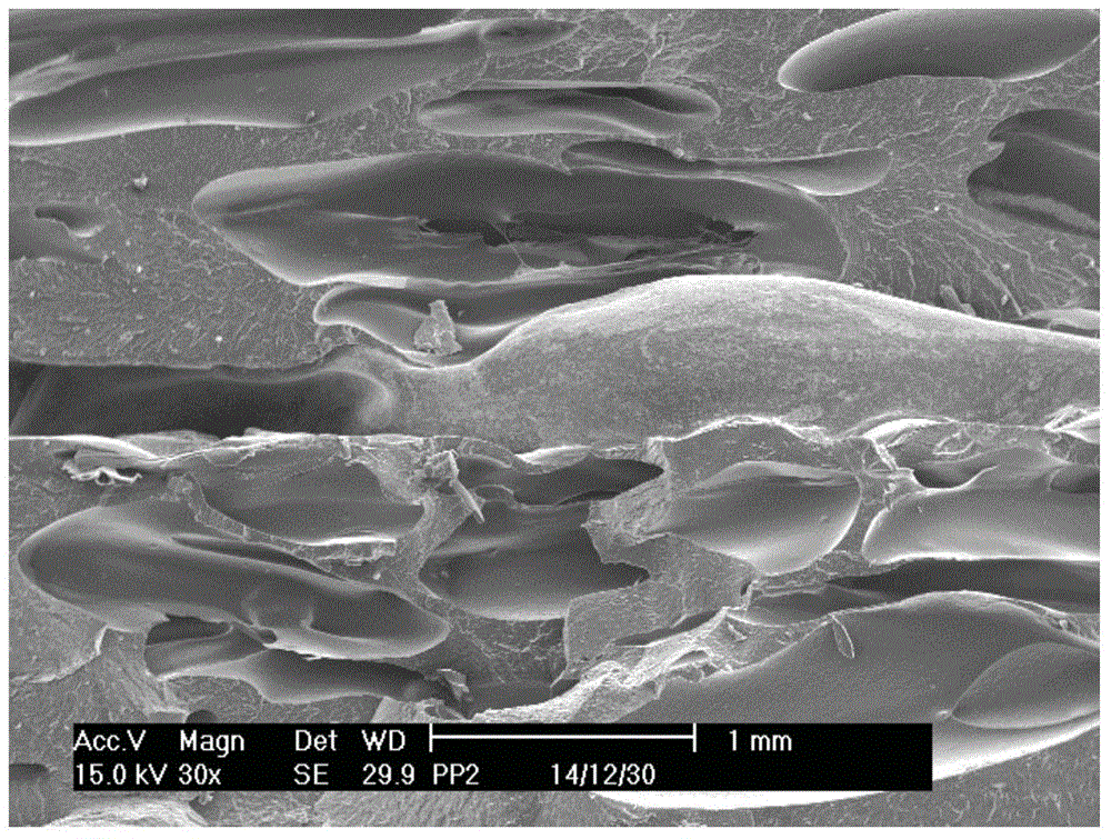 Impact-resistant polypropylene foamed sheet with high melt strength and preparation method therefor