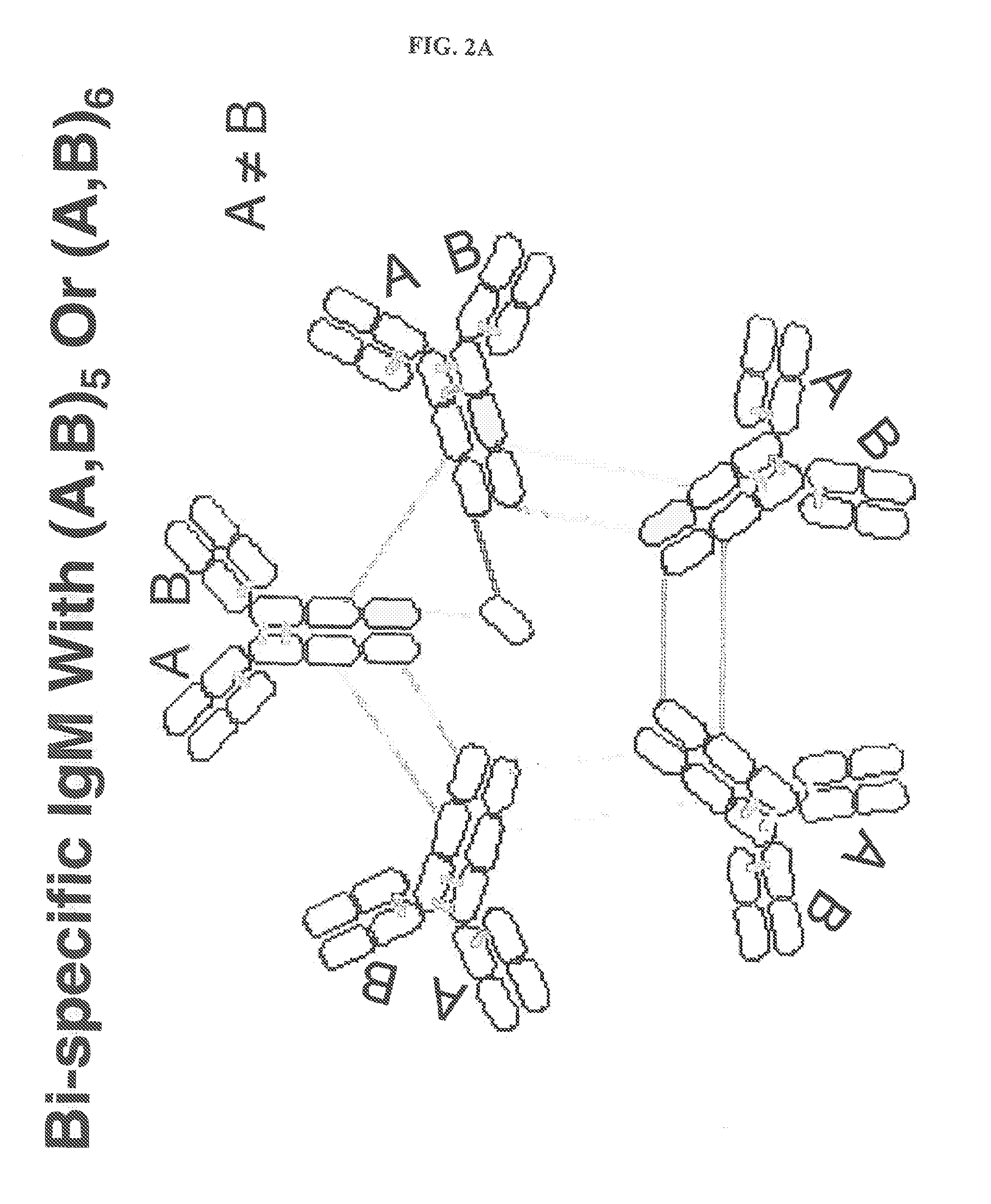 Constant chain modified bispecific, penta- and hexavalent ig-m antibodies