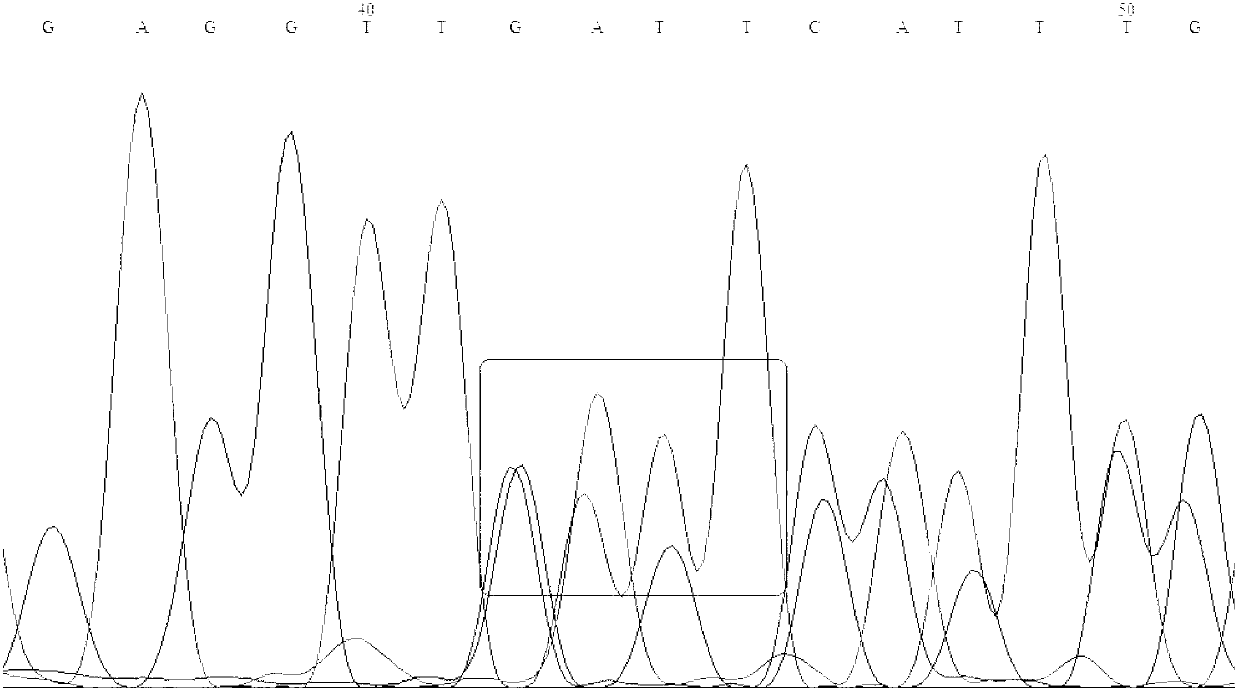 Fluorescence quantitative PCR detection kit for beta-thalassemia mutation