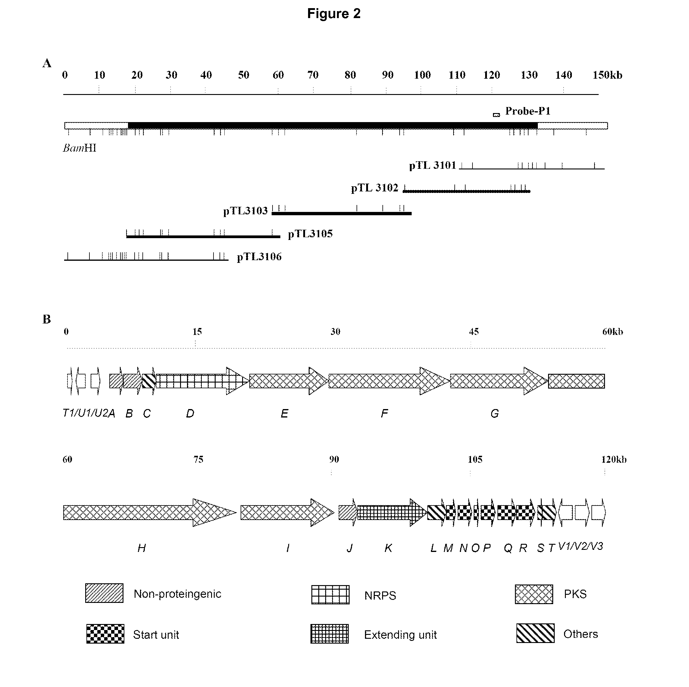 Novel Gene Cluster