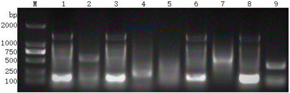 Application of pine wood nematode SSR labeled primer in pine wood nematode detection and PCR detection method of pine wood nematode