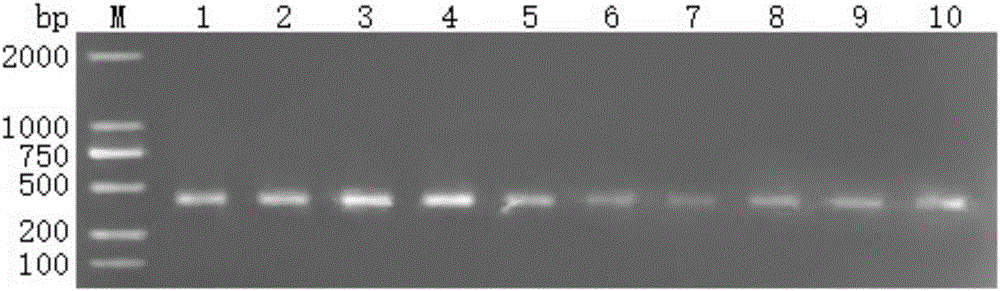 Application of pine wood nematode SSR labeled primer in pine wood nematode detection and PCR detection method of pine wood nematode