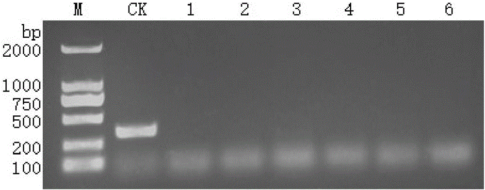 Application of pine wood nematode SSR labeled primer in pine wood nematode detection and PCR detection method of pine wood nematode