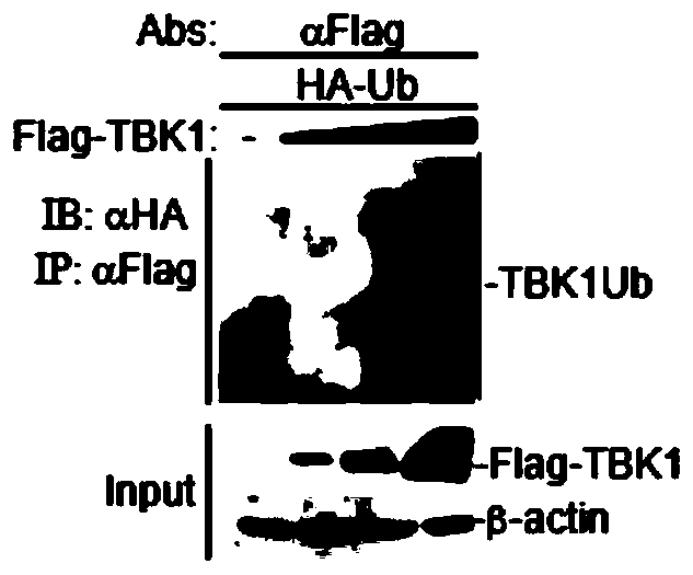 Application of TBK1 as E3 ubiquitin ligase