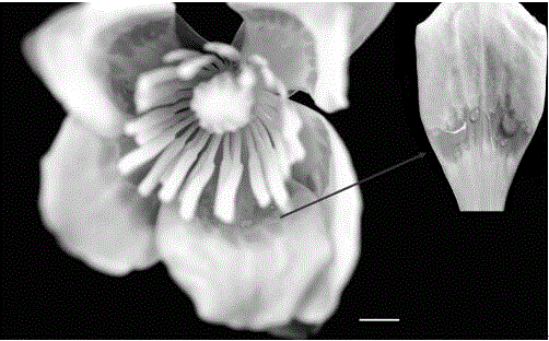 Method for acquiring two-dimensional electrophoretogram of nectar protein of liriodendron tulipifera by aid of two-dimensional electrophoresis system