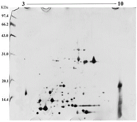 Method for acquiring two-dimensional electrophoretogram of nectar protein of liriodendron tulipifera by aid of two-dimensional electrophoresis system